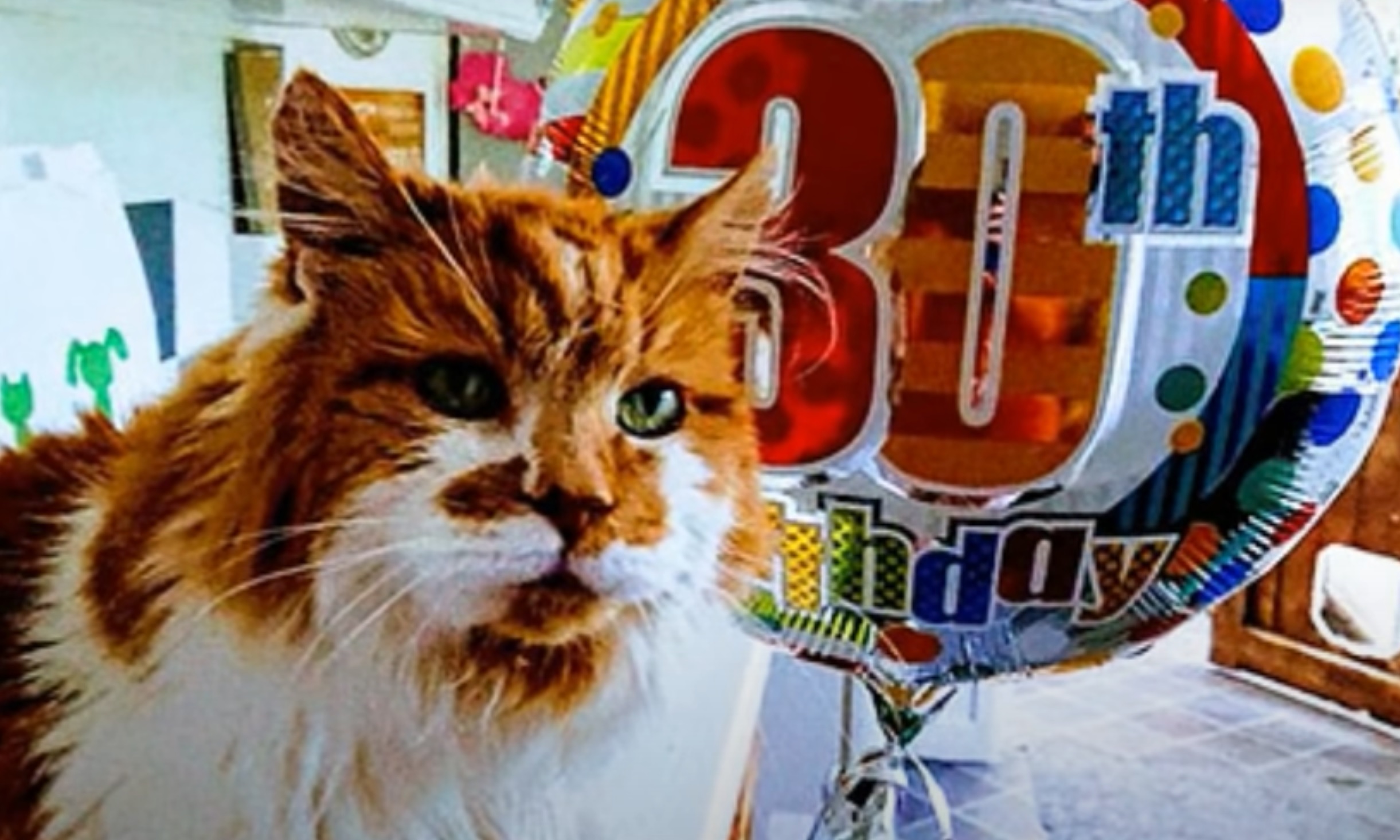 longevity-cat