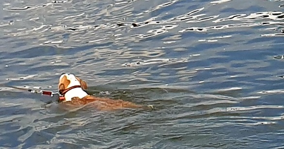 swimming-dog-1