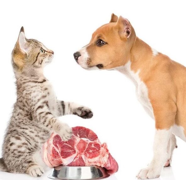 food-dogs-cats