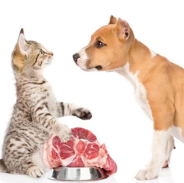 food-dogs-cats